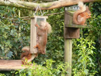 Squirrel feeding at Clachan Cottage, Anwoth, Dumfries & Galloway